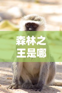 森林之王是哪个动物?  第1张