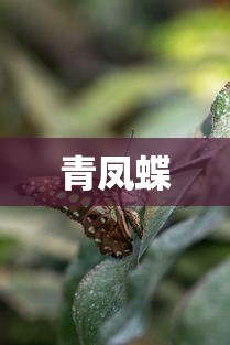 青凤蝶  第1张