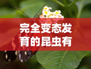 完全变态发育的昆虫有哪些  第1张