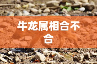 牛龙属相合不合  第1张