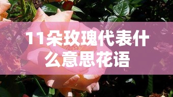 11朵玫瑰代表什么意思花语  第1张