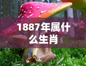 1887年属什么生肖  第1张