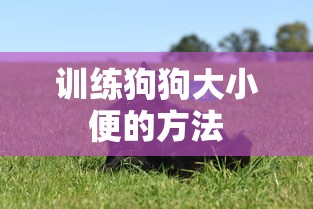 训练狗狗大小便的方法  第1张