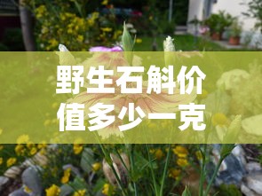 野生石斛价值多少一克  第1张