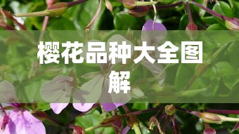樱花品种大全图解  第1张