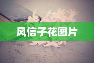 风信子花图片  第1张