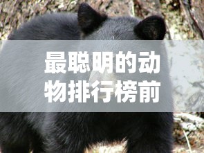 最聪明的动物排行榜前十名  第1张
