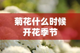 菊花什么时候开花季节  第1张