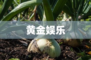 黄金娱乐  第1张