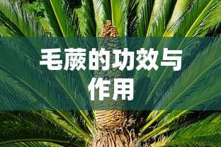 毛蕨的功效与作用  第1张