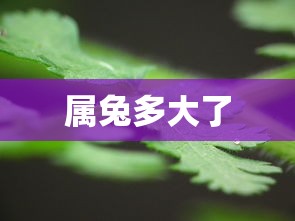 属兔多大了  第1张