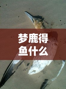 梦鹿得鱼什么意思  第1张