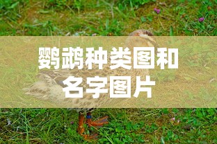 鹦鹉种类图和名字图片  第1张