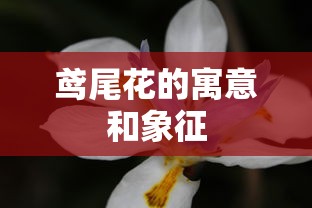 鸢尾花的寓意和象征  第1张