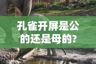 孔雀开屏是公的还是母的?孔雀公母都会开屏吗?  第1张