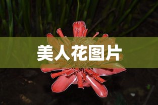 美人花图片  第1张