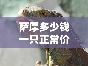 萨摩多少钱一只正常价  第1张