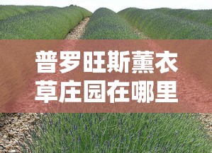 普罗旺斯薰衣草庄园在哪里  第1张