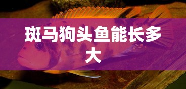 斑马狗头鱼能长多大  第1张
