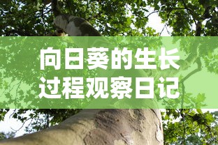 向日葵的生长过程观察日记  第1张