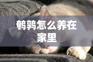 鹌鹑怎么养在家里  第1张