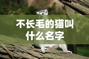 不长毛的猫叫什么名字  第1张