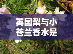 英国梨与小苍兰香水是什么味道  第1张