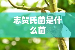 志贺氏菌是什么菌  第1张