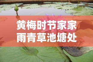 黄梅时节家家雨青草池塘处处蛙是什么季节  第1张