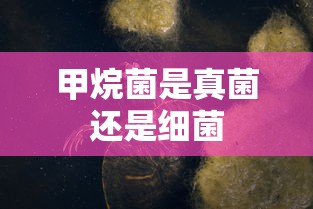 甲烷菌是真菌还是细菌  第1张