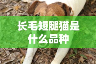 长毛短腿猫是什么品种  第1张