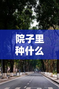 院子里种什么树风水好又旺财  第1张