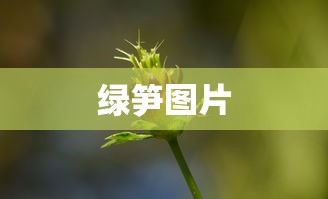 绿笋图片  第1张