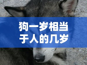 狗一岁相当于人的几岁  第1张
