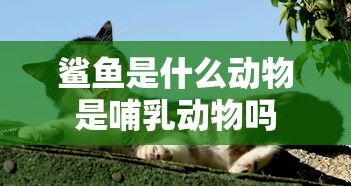 鲨鱼是什么动物是哺乳动物吗  第1张