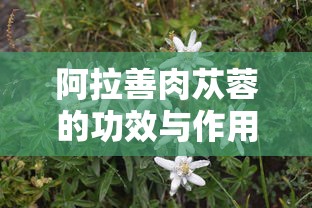 阿拉善肉苁蓉的功效与作用  第1张