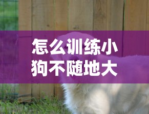 怎么训练小狗不随地大小便  第1张