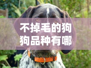 不掉毛的狗狗品种有哪些  第1张