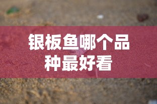 银板鱼哪个品种最好看  第1张