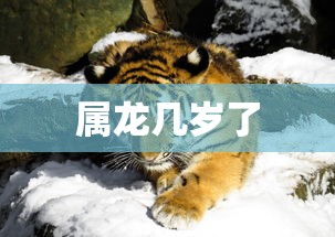 属龙几岁了  第1张
