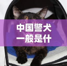 中国警犬一般是什么品种  第1张