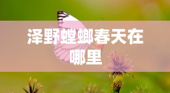 泽野螳螂春天在哪里  第1张