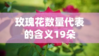 玫瑰花数量代表的含义19朵  第1张