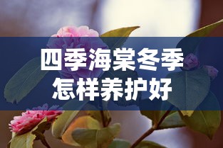 四季海棠冬季怎样养护好  第1张