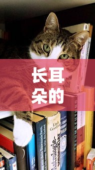 长耳朵的兔子小说  第1张