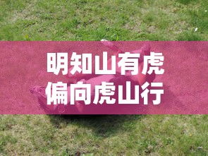 明知山有虎偏向虎山行是啥意思  第1张