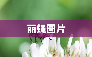 丽蝇图片  第1张