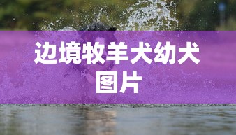 边境牧羊犬幼犬图片  第1张