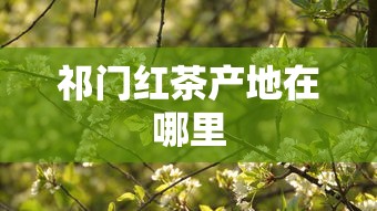 祁门红茶产地在哪里  第1张