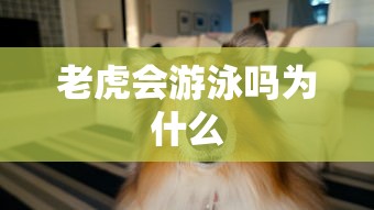 老虎会游泳吗为什么  第1张